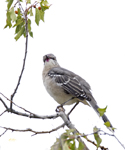 Northern Mockingbird 4304